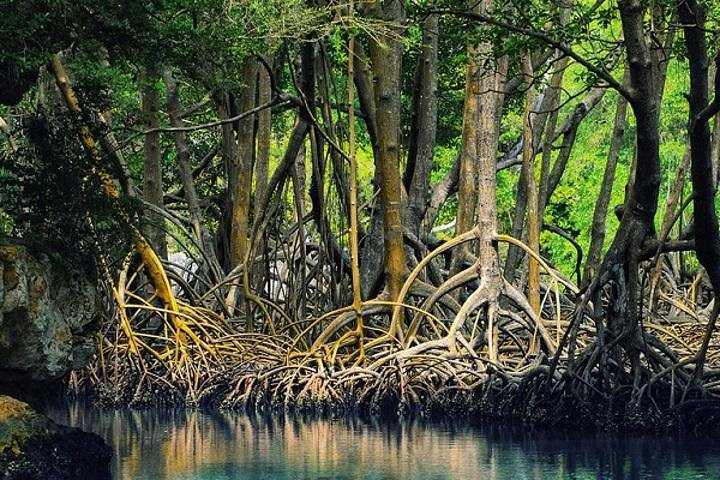 Tamarindo Estuary Mangrove Boat Tour - Native's Way Costa Rica Tours & Packages 